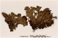 藏品(冰島衣)的圖片